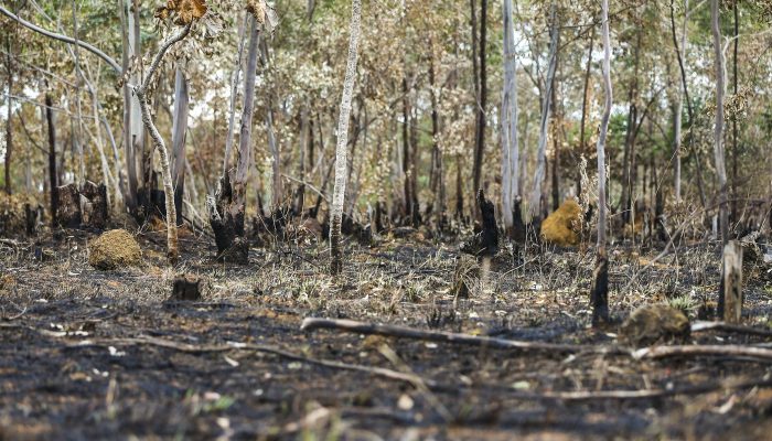 CMN proíbe uso de crédito de custeio para ações de desmatamento