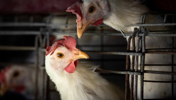 FAO: caso de gripe aviária no Brasil marca nova etapa do vírus