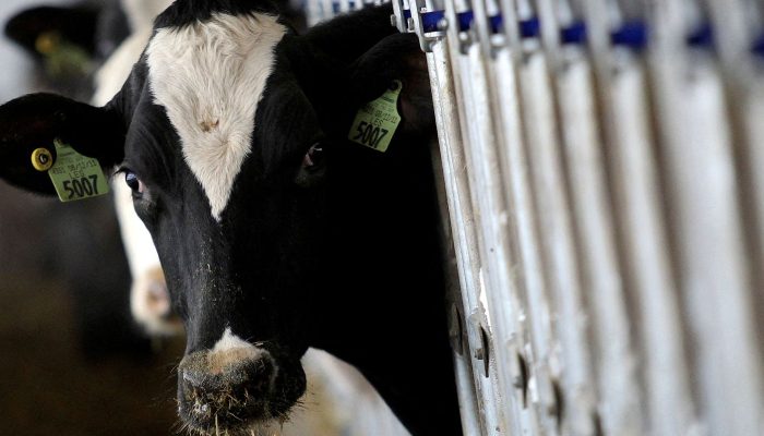 País recebe status internacional como livre de febre aftosa sem vacina