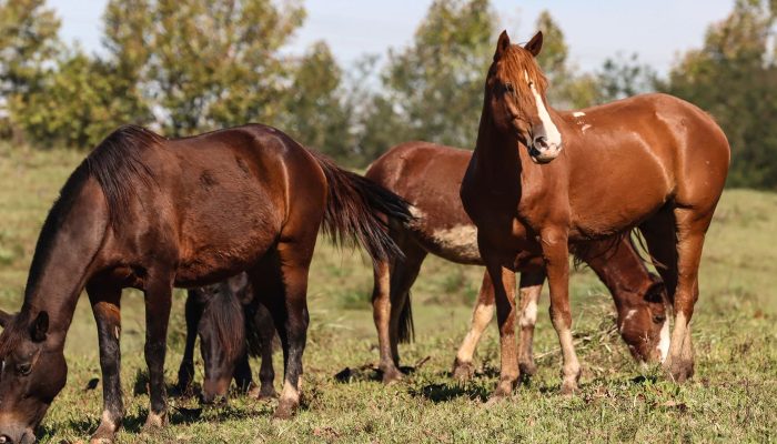 Ração contaminada mata 245 equinos em quatro estados