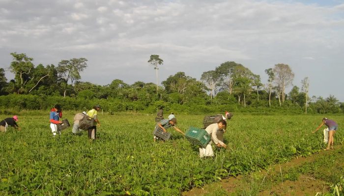 CMN reduz para R$ 200 mil limite de enquadramento no Proagro
