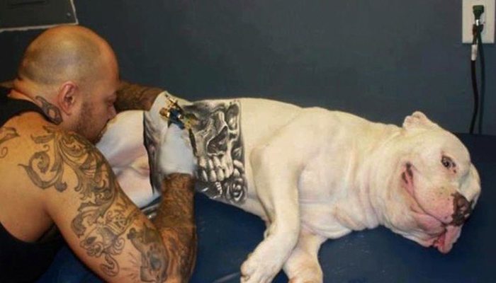Governo sanciona lei que proíbe tatuagens e piercings em cães e gatos