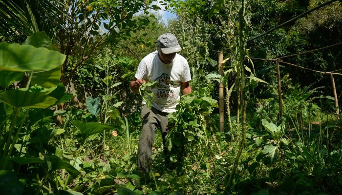 Edital seleciona 36 projetos para fortalecer agricultura familiar