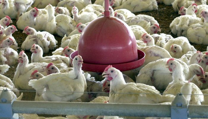 Confira as principais dúvidas sobre a gripe aviária