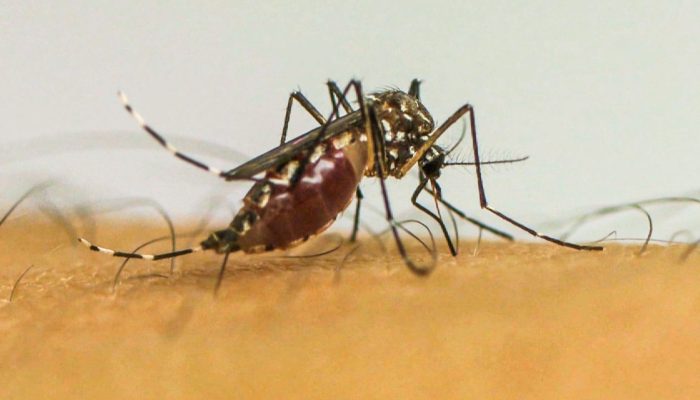 Doenças transmitidas por mosquitos serão “novo normal” na Europa