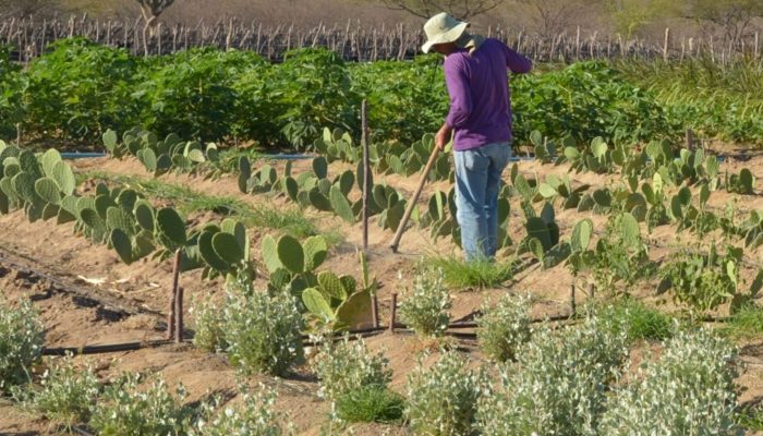 Estudo mostra ganhos necessários para vida digna em áreas do semiárido