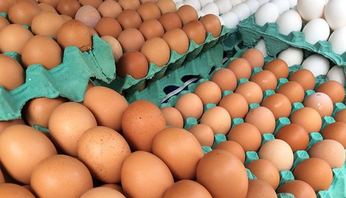 MG descarta preventivamente 450 toneladas de ovos férteis vindos do RS