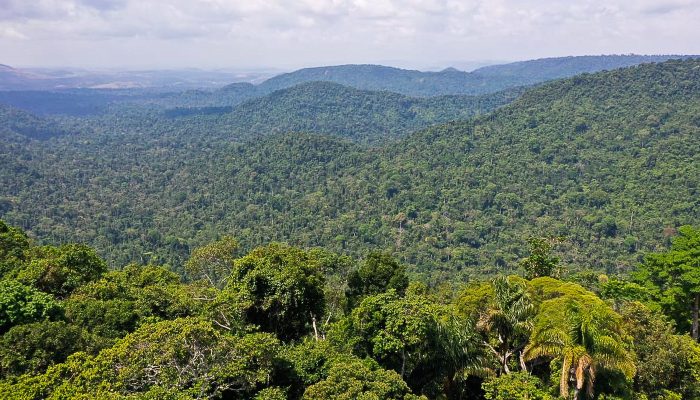 Instituto lança edital para projetos que protejam a Amazônia